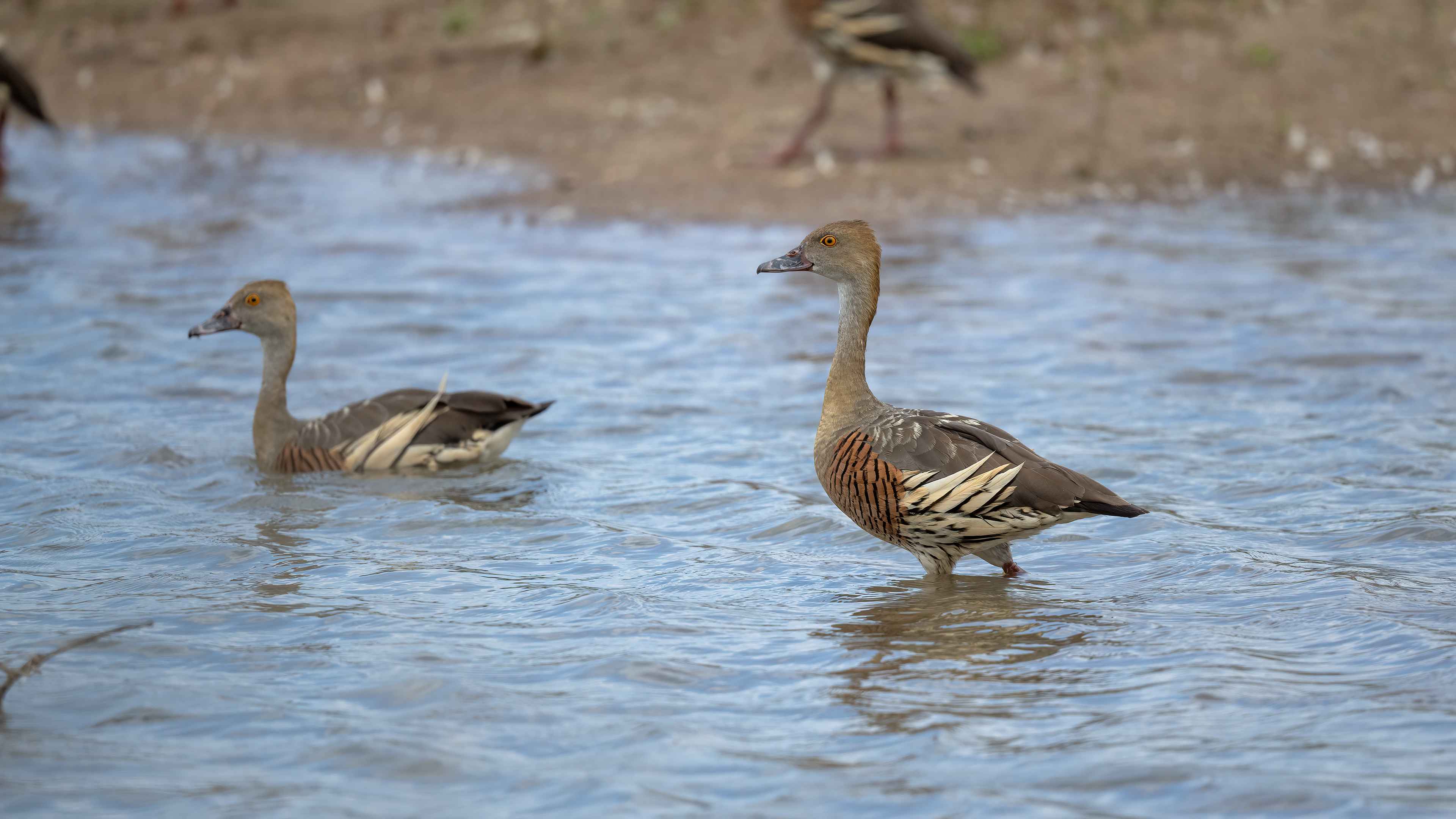 Plumed Whistling-Duck